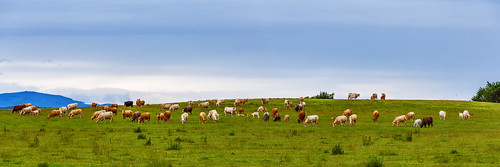 mountains field grass animals clouds cattle cloudy eating farm group hills herd grazing