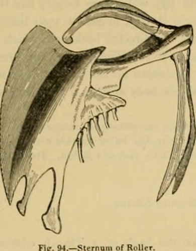 Paternoster