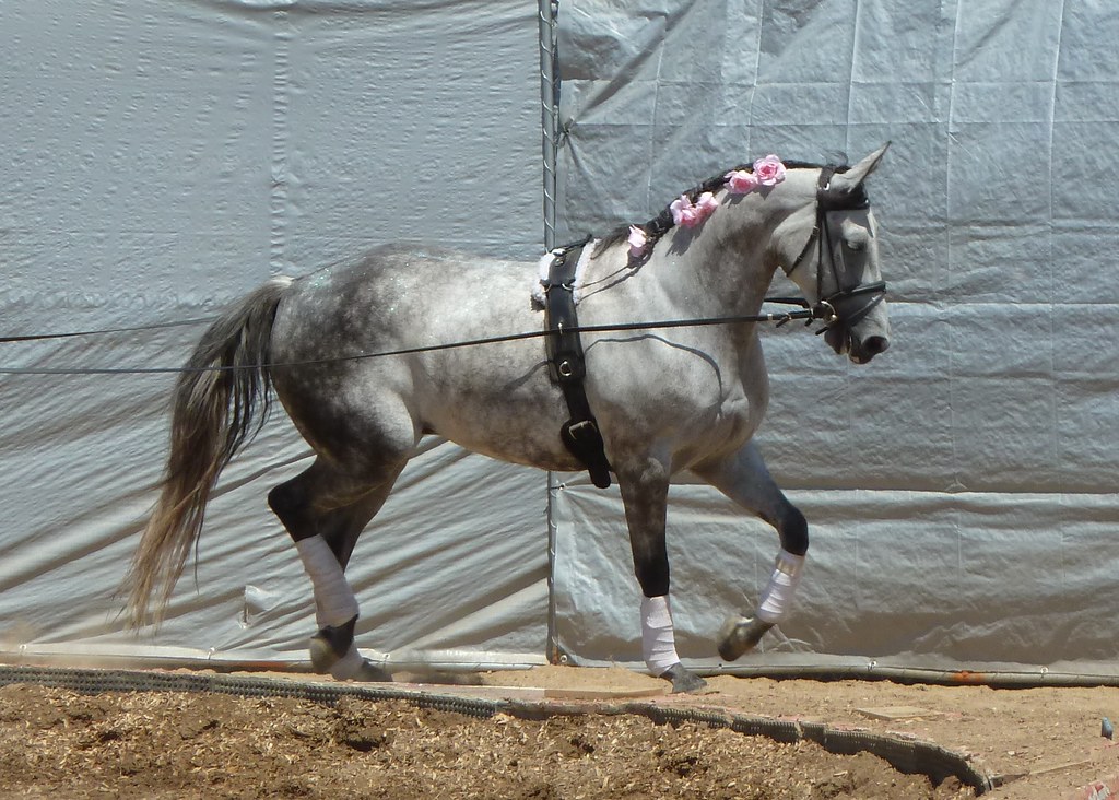 Wheaton, IL, DuPage County Fair, Horse Show Performer