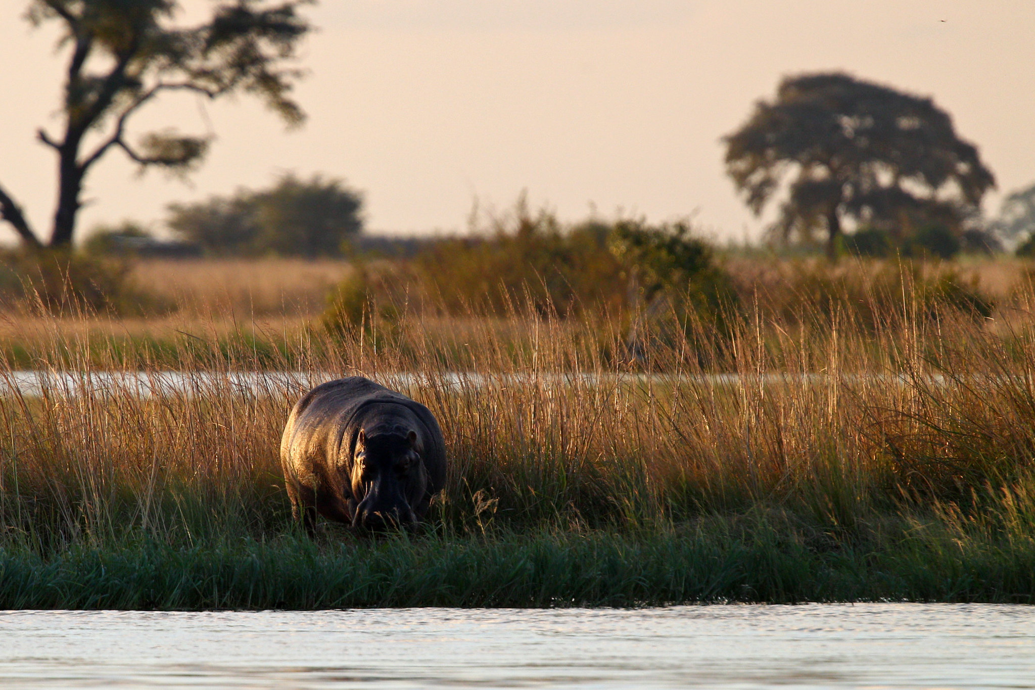Hippo - Botswana