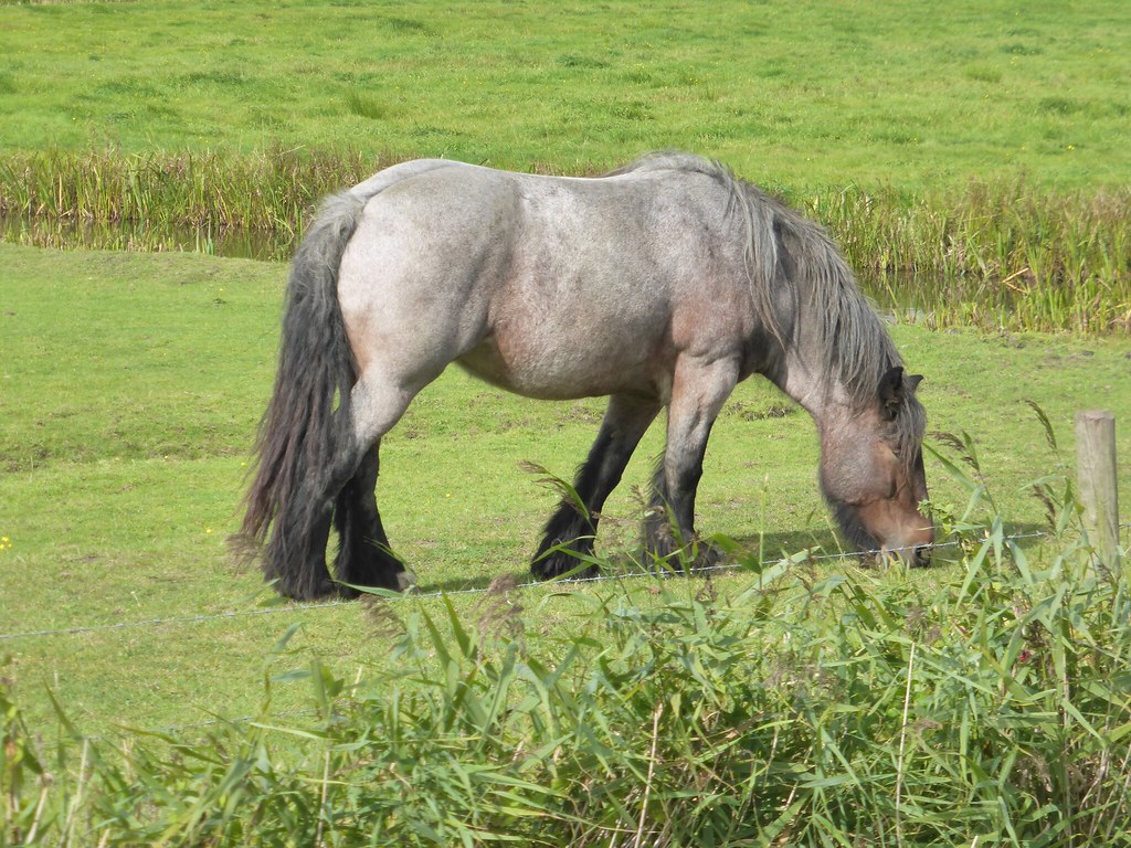 Horse grazing in the meadow NL