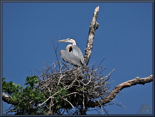 tree heron nature texas nest wildlife sony bayou pasadena canoeing paddling greatblueheron nesting a77 gbh armandbayou avianexcellence sonya77 wanam3 sunrays5