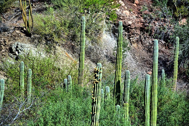 family of cactus