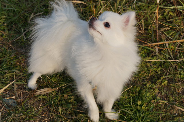 White Pomeranian Ai