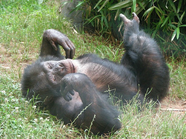 Chimpanzee II