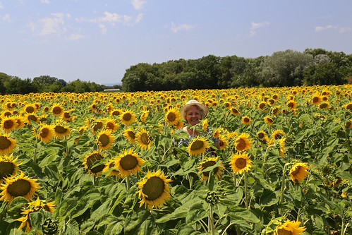 Look.....! I'm a little sunflower. by MrsMartin'sthings, Deep in Provençe, they have grown a new variety.sunflowers