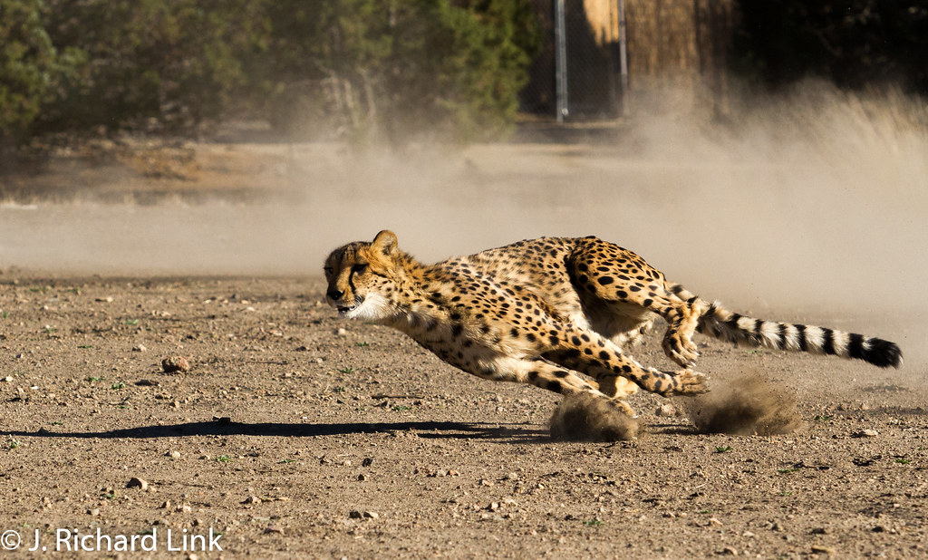 Cheeta Run_MGL0159 (7)-Edit | Animal Ark Wildlife Sanctuary … | Flickr