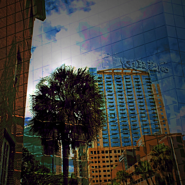 Palms in the City