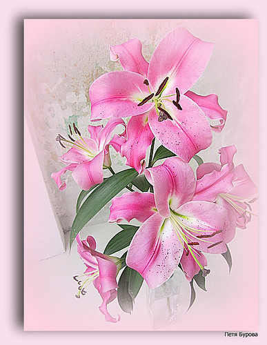 Pink | by petia.bourova
