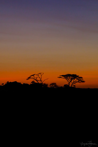 africa sunrise tanzania dawn nationalpark natur before safari afrika serengeti ferie soloppgang landskap nasjonalpark