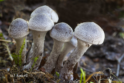 mushroom deutschland frosty fungus pilz webcap langeloh cortinariushemitrichus weisflockigergürtelfus