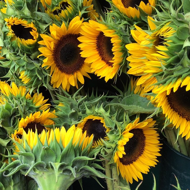 Bodega sunflowers #nyc | Tom Simpson | Flickr