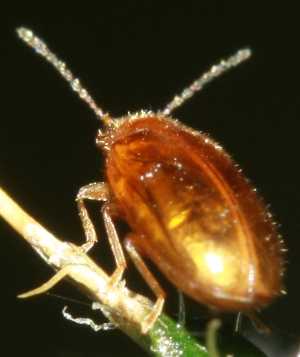 beetle indet (3|)