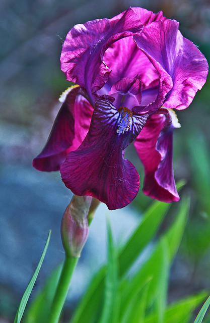 Elegant Purple Iris