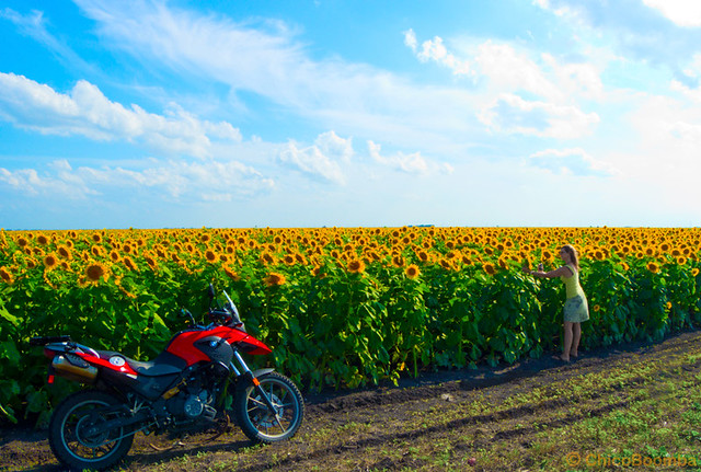 Sunflowers. as far as the eye can see! Cruising in South Texas on a BMW G650 GS (2012)