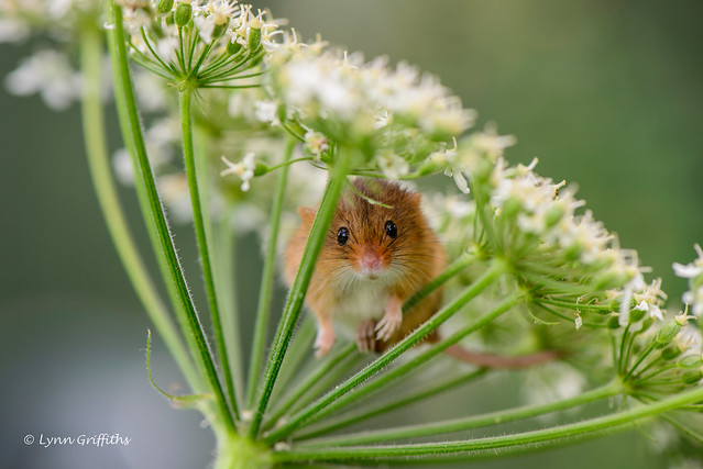 Harvest mouse trying to hide D61_2475-3.jpg