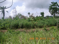 Farmland with cassava and banana surrounding with shrubs and trees