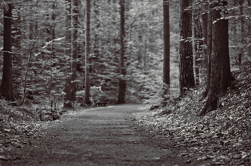 white black forest pentax silence chemnitz zeisigwald k5ii