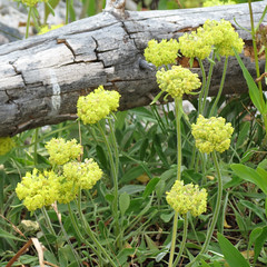 Yellow Buckwheat