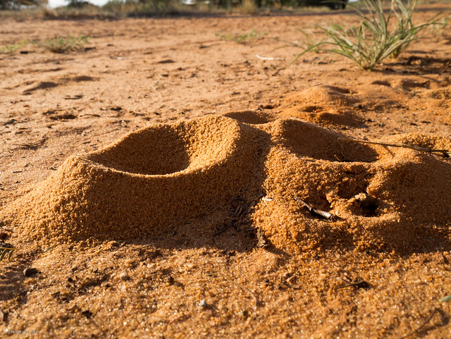 Ant holes