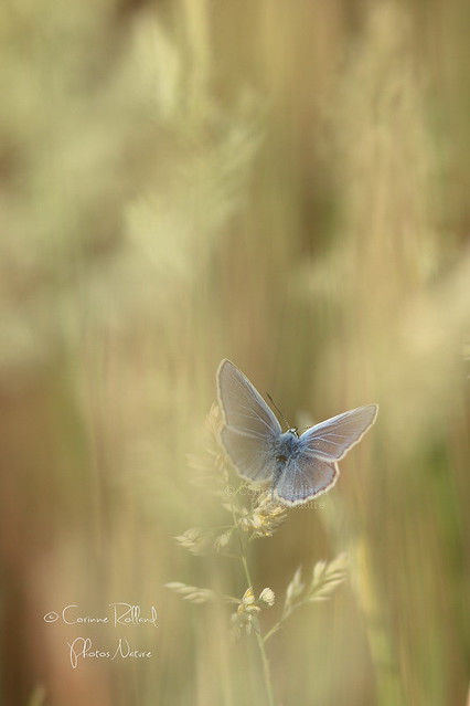 Argus bleu (Polyommatus icarus) - butterfly #1088