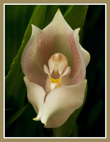 Anguloa virginalis | Unique flowers, Orchids, Flower images