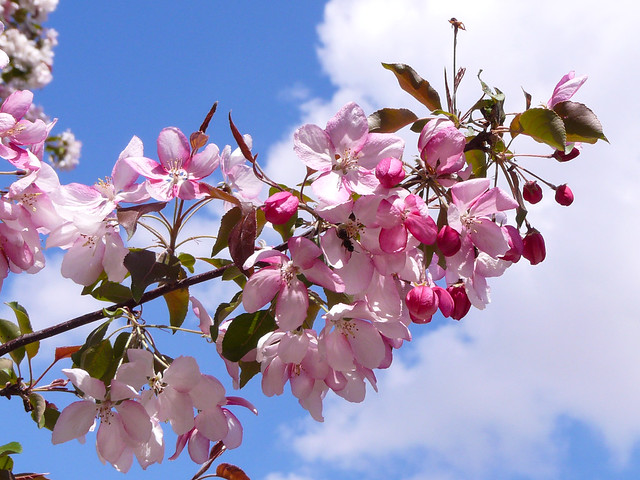 Blossoms in Assiniboine Park - 2