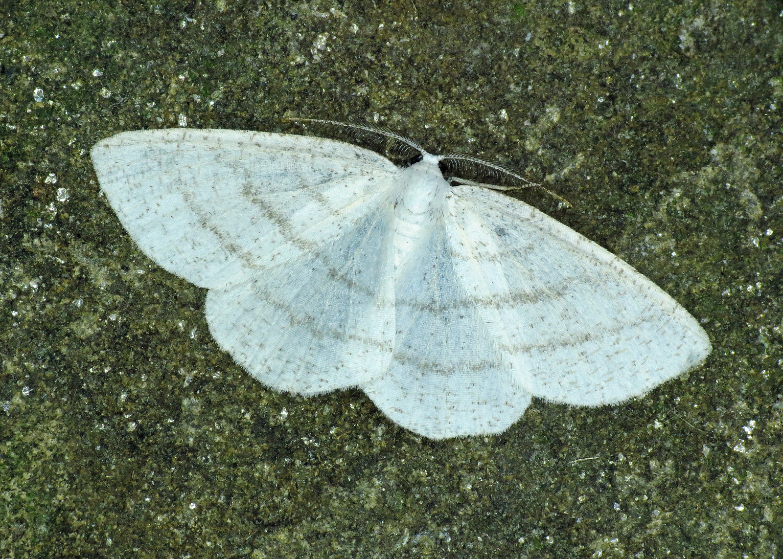 1955 Common White Wave - Cabera pusaria