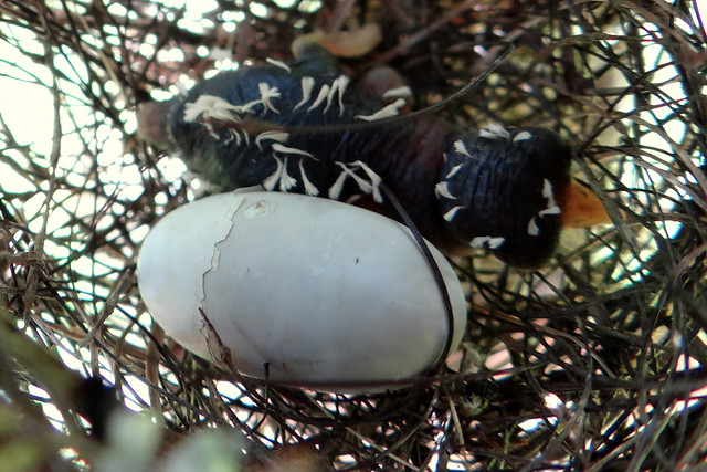 Ermitaño pecho canela [Rufous-breasted Hermit] (Glaucis hirsutus affinis) (Nido + huevo + pichón [Nest + egg + nestling])