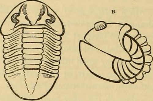 Paternoster