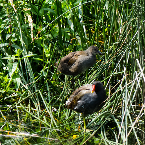 Moorhens: adult and well-grown chick