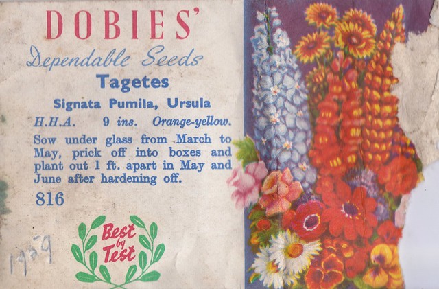 Samuel Dobie & Sons, Chester -  seed packet  for Tagetes (1959?)
