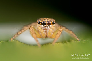 Jumping Spider (Cytaea sp.) - DSC_1796