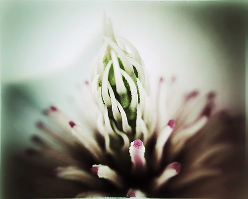 cameraphone pink brown white flower macro green nature closeup gray highcontrast center bloom magnolia inside delaware 365 newark spikes phonephoto ud apps iphone naturelovers ipad universityofdelaware earthnature fring artofnature delawarenature iphoneography externallens ipaddarkroom olloclip snapseed iphone5s