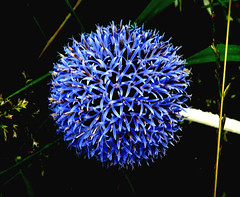 Blue geometric flower