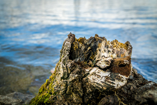 Stumpy by Water