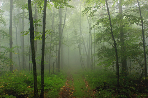 trees summer nature fog forest lowlight hiking pennsylvania path trail creativecommons walkingpath endlessmountains understory lycomingcounty riderpark precipitationfog