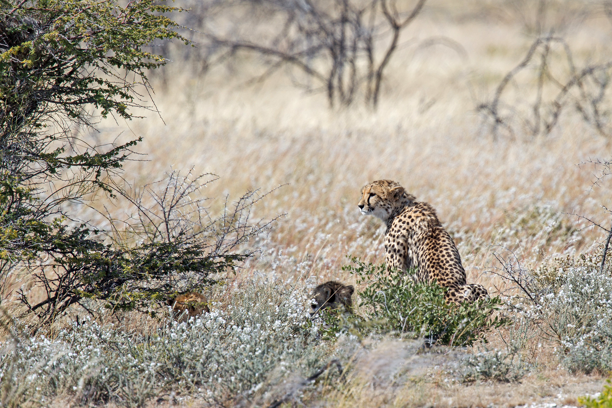 Cheetah with two cubs - Namibia