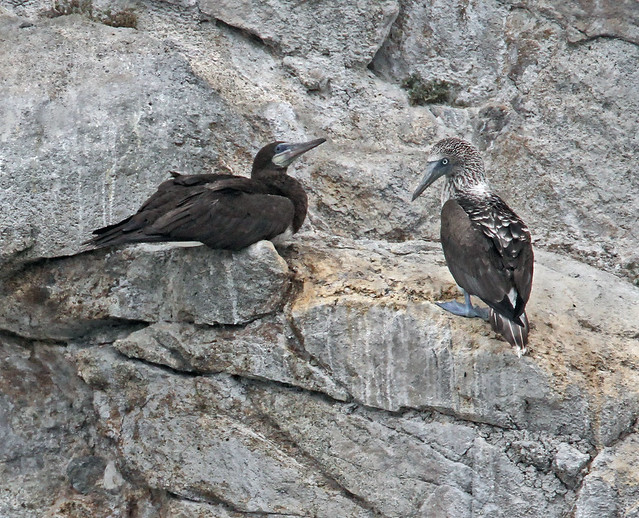 Brown Booby & Blue-footed Booby