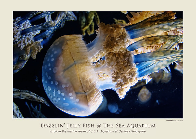 Dazzlin' Jelly Fish on display at The Sea Aquarium...
