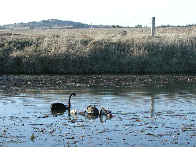 Swans in an ACT dam