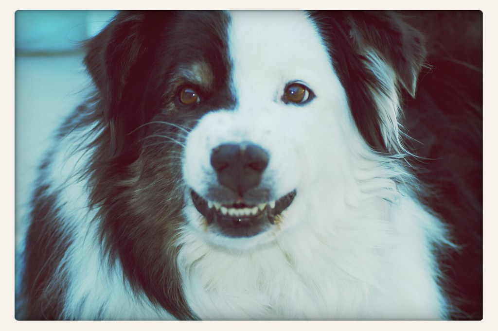 Dog Templeton, California at Templeton | Christine Feld | Flickr