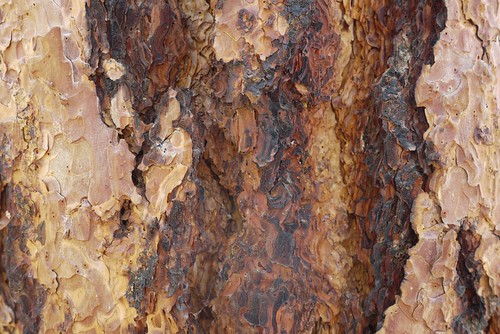 macro tree closeup bark ponderosapine