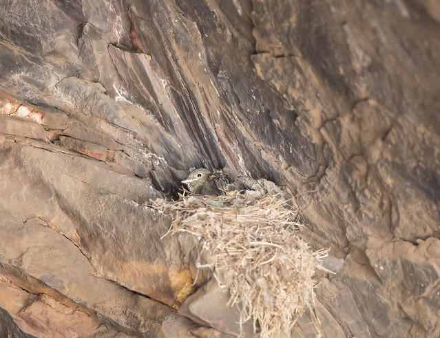 cordilleran flycatcher nest (in a shallow cave)