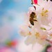 Cherry blossoms in my garden #nature #bee #macro