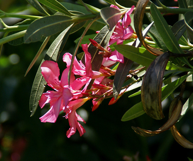 Rom, Palatin, Oleander (Palatine Hill, Nerium oleander)