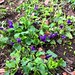 Time to lay down and smell the ground. #violets #violaodorata #spring #flowers