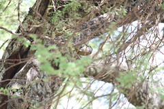 IMG_6214a - Golden-tailed Woodpecker (campethera abingoni) , Tarangire National Park, Tanzania (GPS #437)