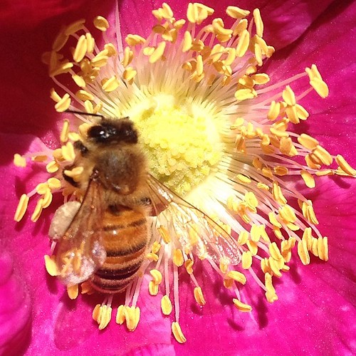 Nature at work @wsupullman #wsu #gocougs #bee