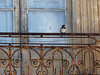 Paola, předměstí Valletty, foto: Petr Nejedlý